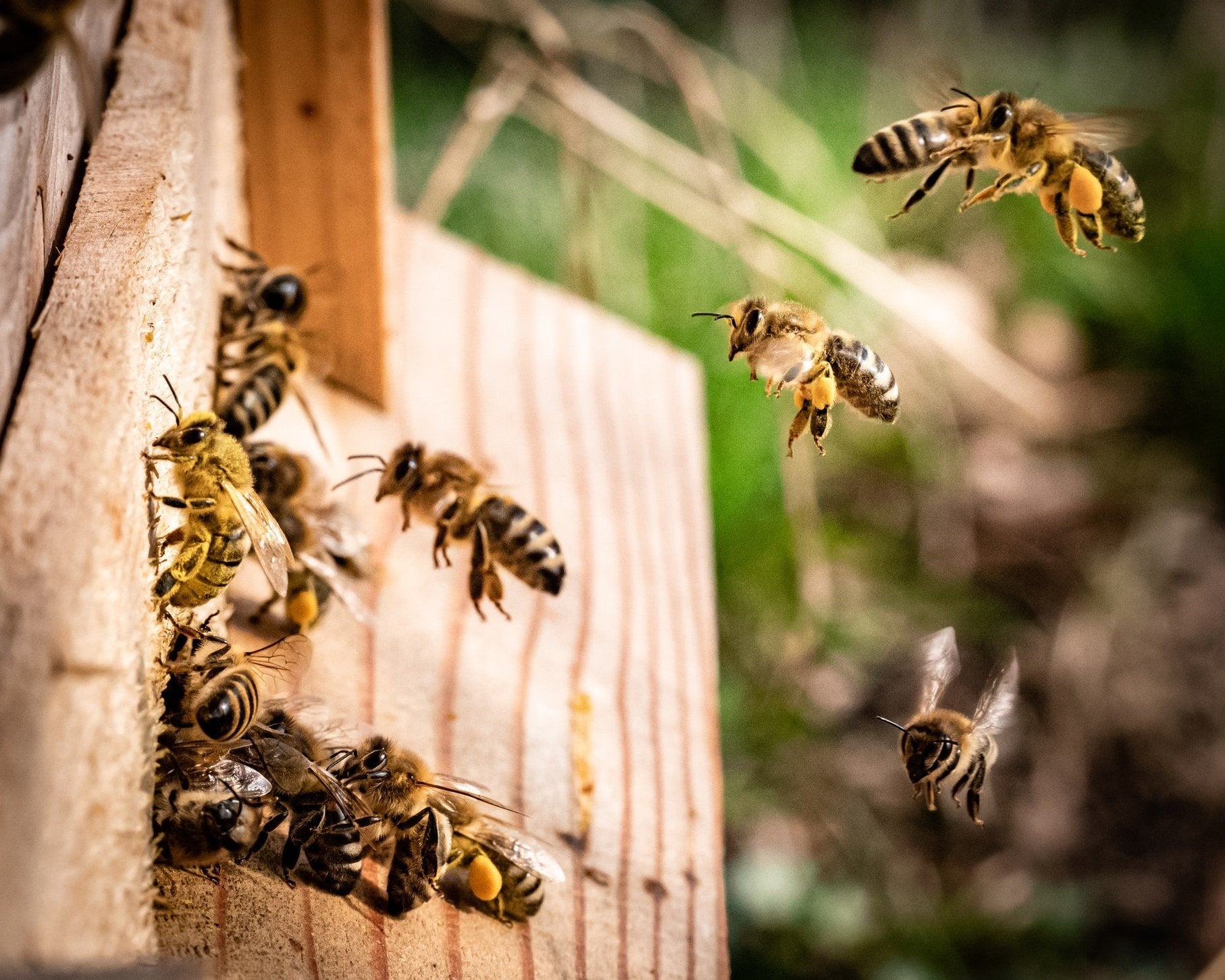 Protecting Pollinators: How to support bee habitats