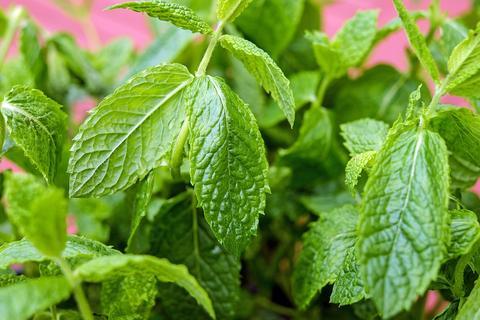 DIY Fresh Mint Face Mask for a Youthful Glow